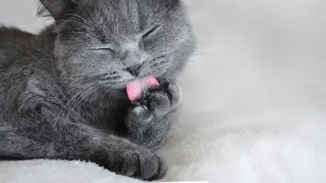 Una gatita tiene cuatro orejas y es furor en las redes
