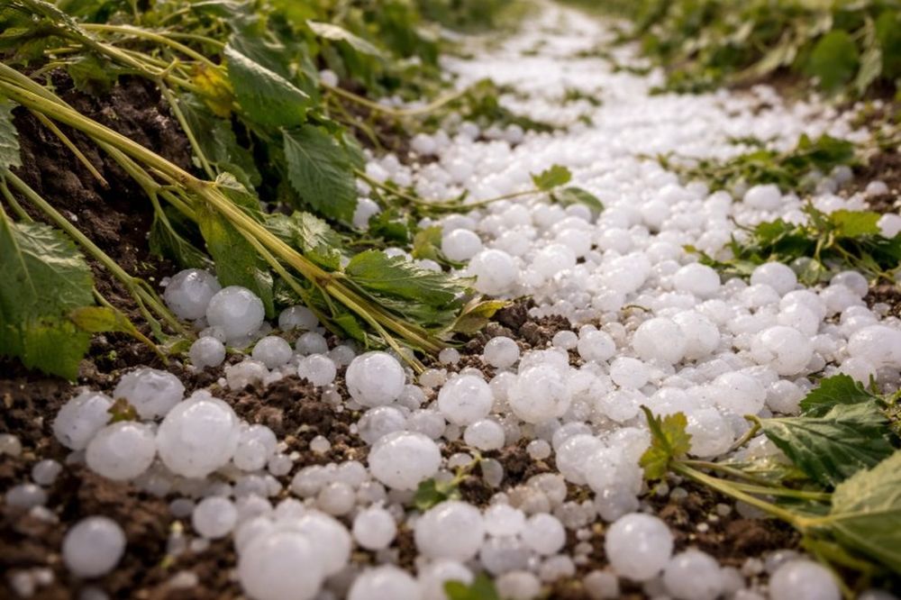 Desde el Ministerio de Producci&oacute;n dijeron que la vid fue uno de los cultivos m&aacute;s afectados por las lluvias y granizos.