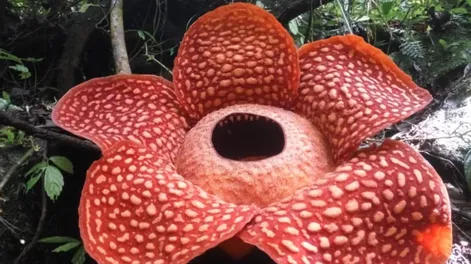 Floreció  la flor más grande del planeta