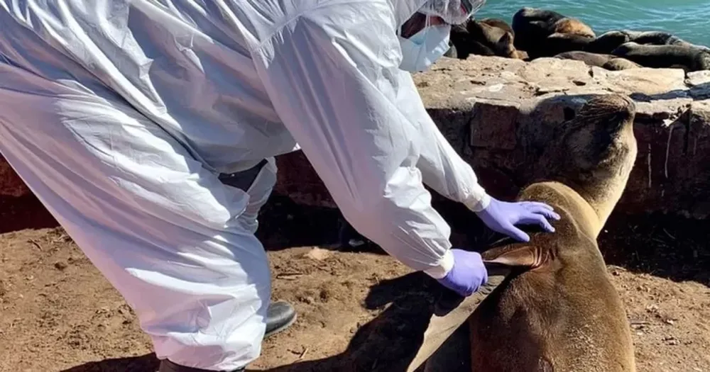 El Senasa confirmó nuevos brotes de gripe aviar en lobos marinos en Necochea y Santa Cruz