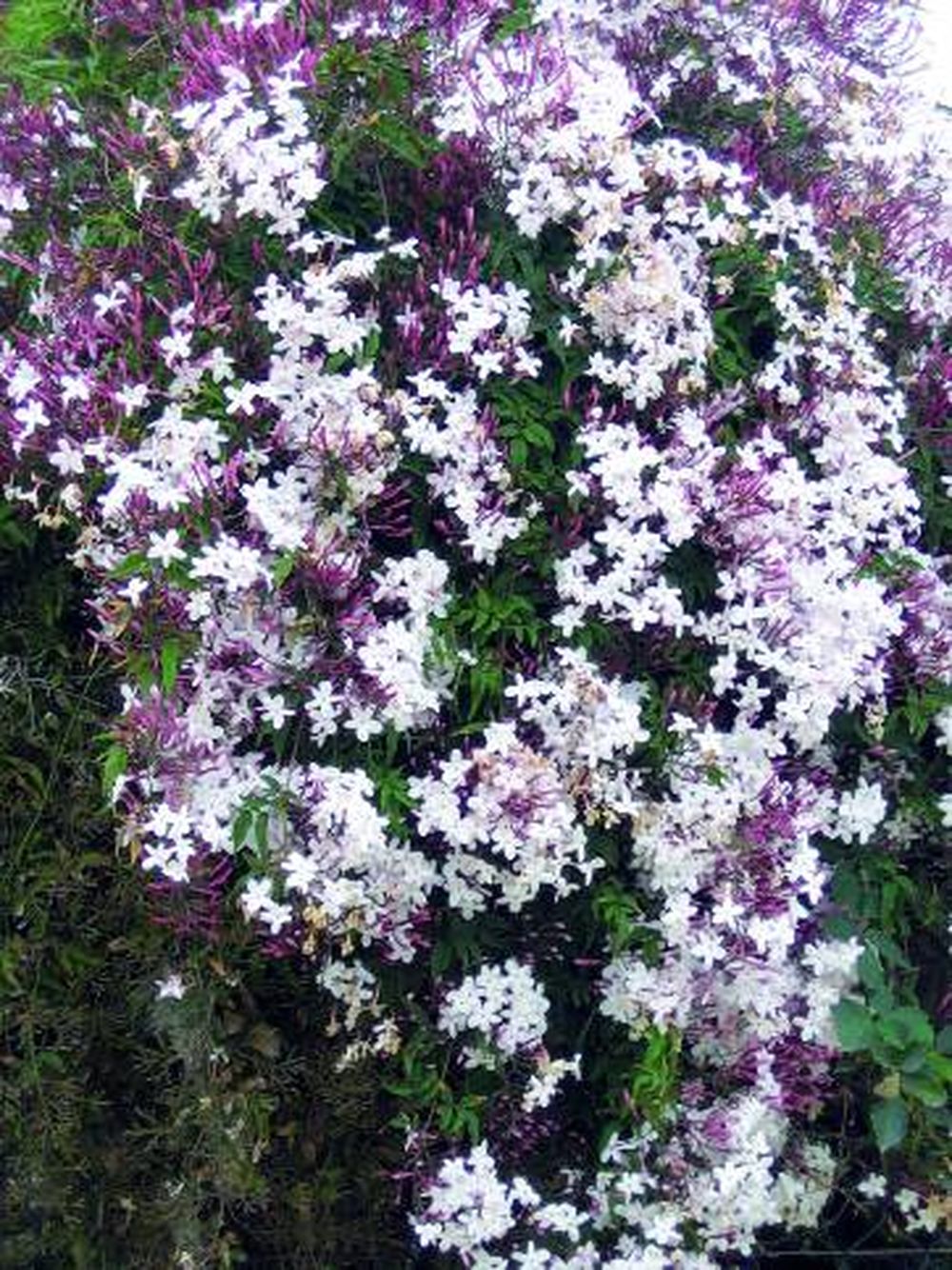 El encanto de las flores