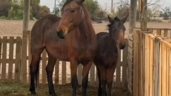 Los equinos rescatados de los maltratos en Albardón se encuentran en perfecto estado de salud.