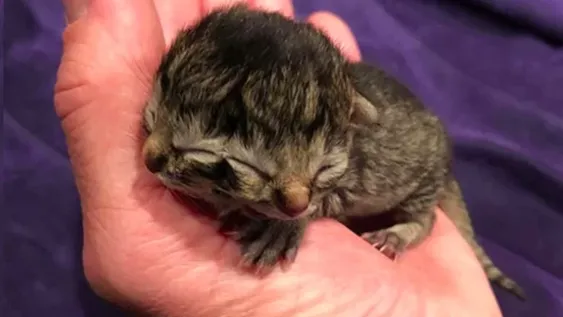 Un gato que nació con dos caras conmueve al mundo