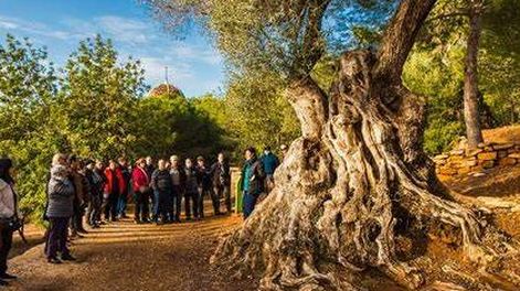 Turquía pierde pistachos y aceitunas por el sismo