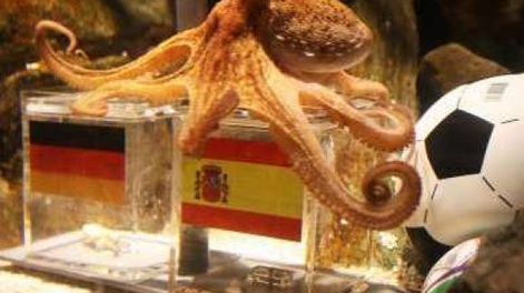 El pulpo acertó de nuevo