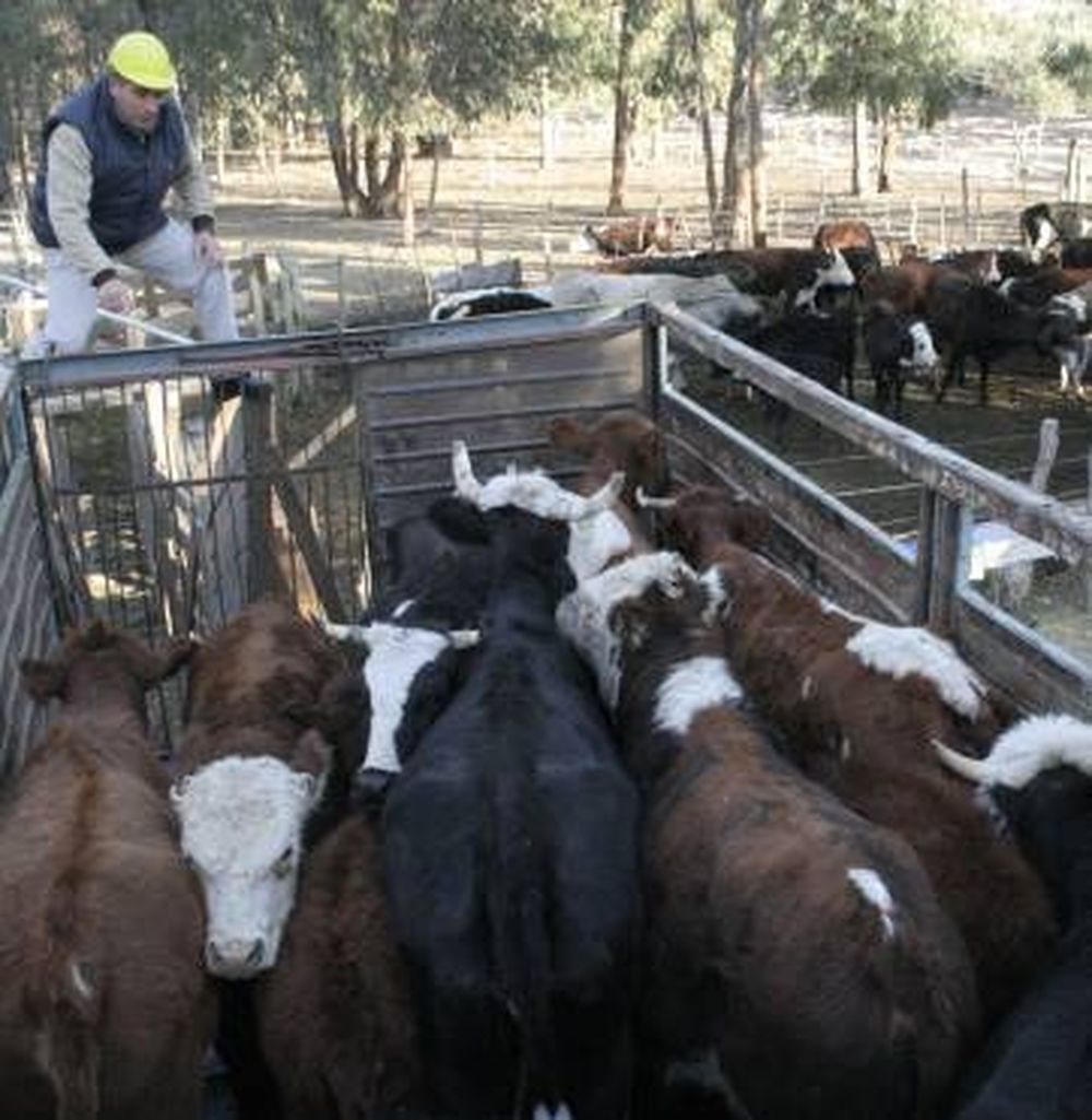 Encontraron en Zonda 13 vacas robadas en Sarmiento