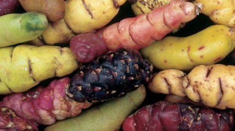 Argentina: Actualizaron la norma para tubérculos andinos