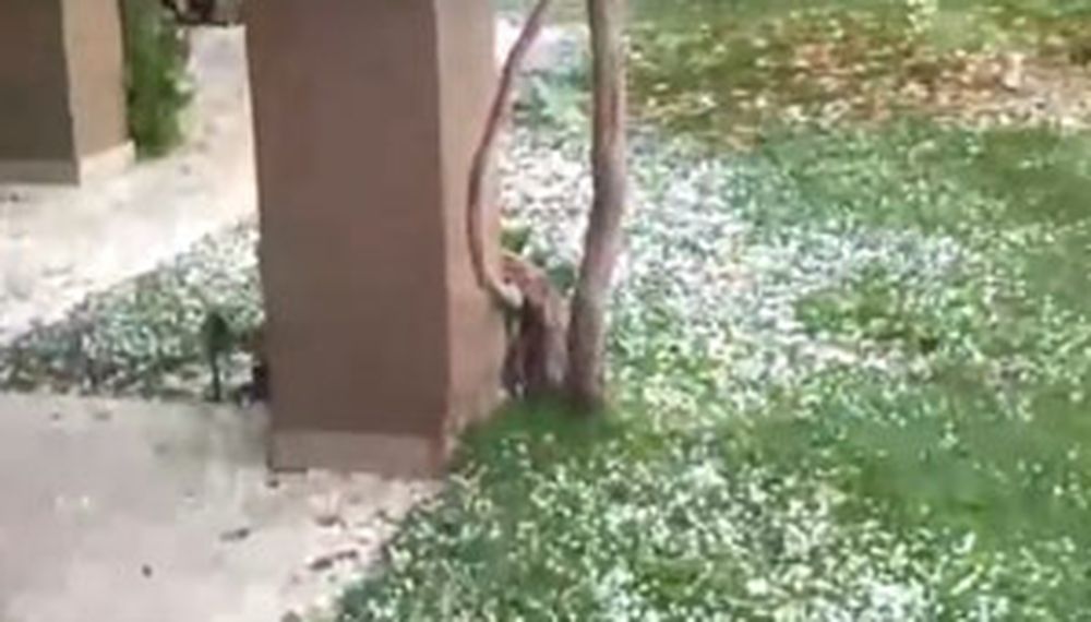 Cayó granizo en Mendoza