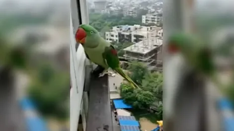 Un loro se escapó de su casa y cuando volvió, pidió que lo dejen entrar