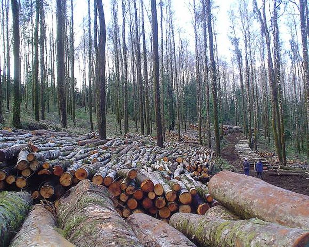 San Juan haría lo mismo que Misiones con la Ley de Bosques