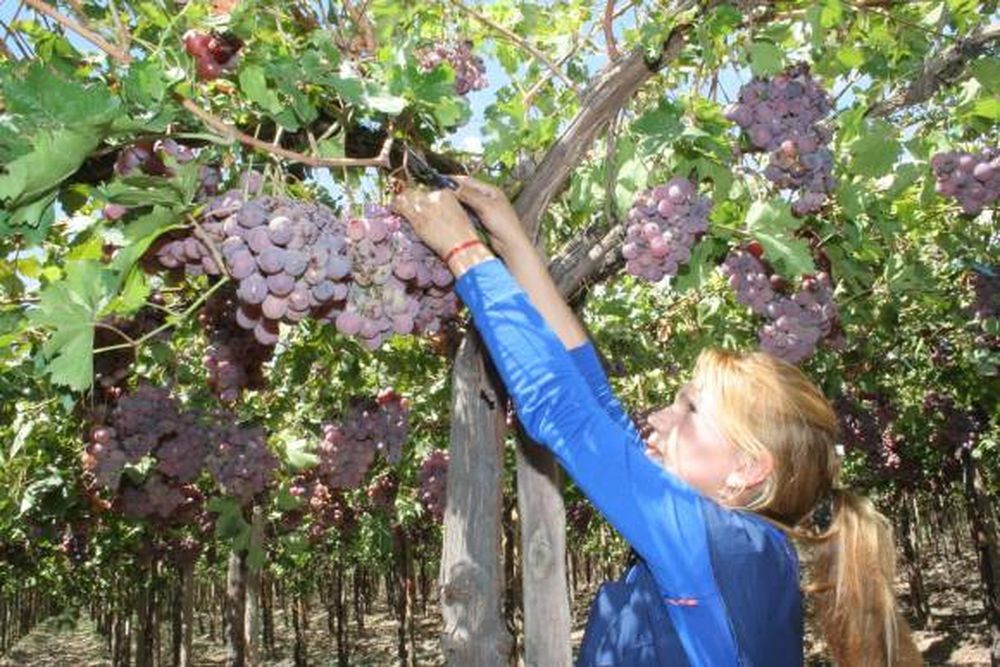 Faltan más cosechadores para las uvas este año