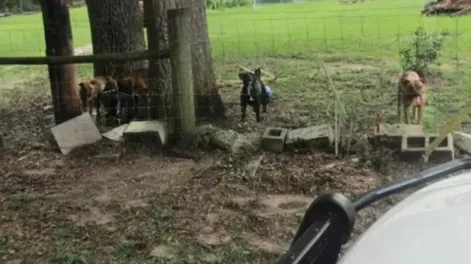 Una repartidora murió tras ser atacada por cinco perros