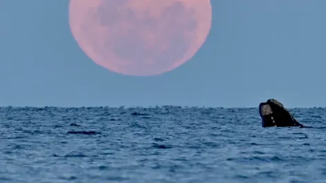 La superluna del ciervo, más grande y luminosa, ya puede verse en Argentina