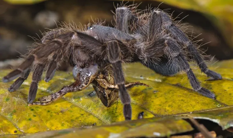 Difunden el video del primer caso de una tarántula gigante que se alimenta de una zarigüeya
