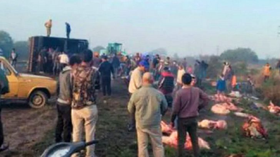 Volcó un camión con 50 vacas y vecinos las carnearon en el lugar