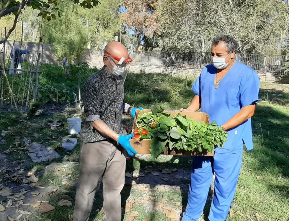 Abuelos cosecharon las primeras verduras de la huerta, que ya donaron