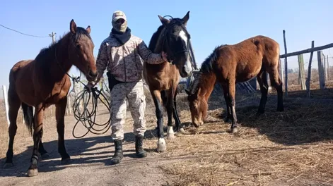 Recuperaron caballos que habían sido robados a la escuela Agrotécnica de Sarmiento