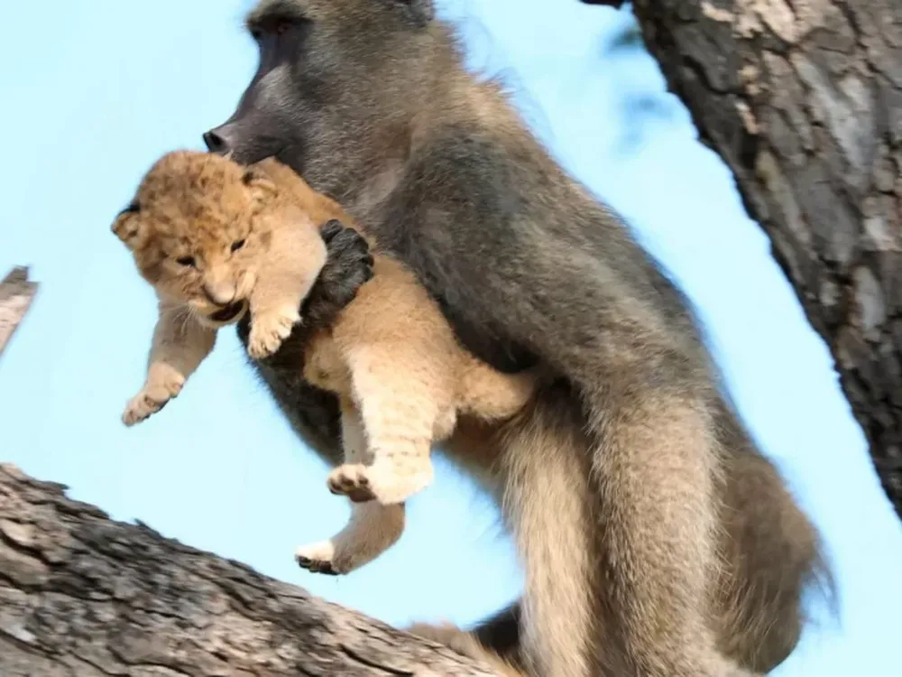 Un mono salvó a un león que se estaba por caer de un árbol y la foto dio la vuelta al mundo
