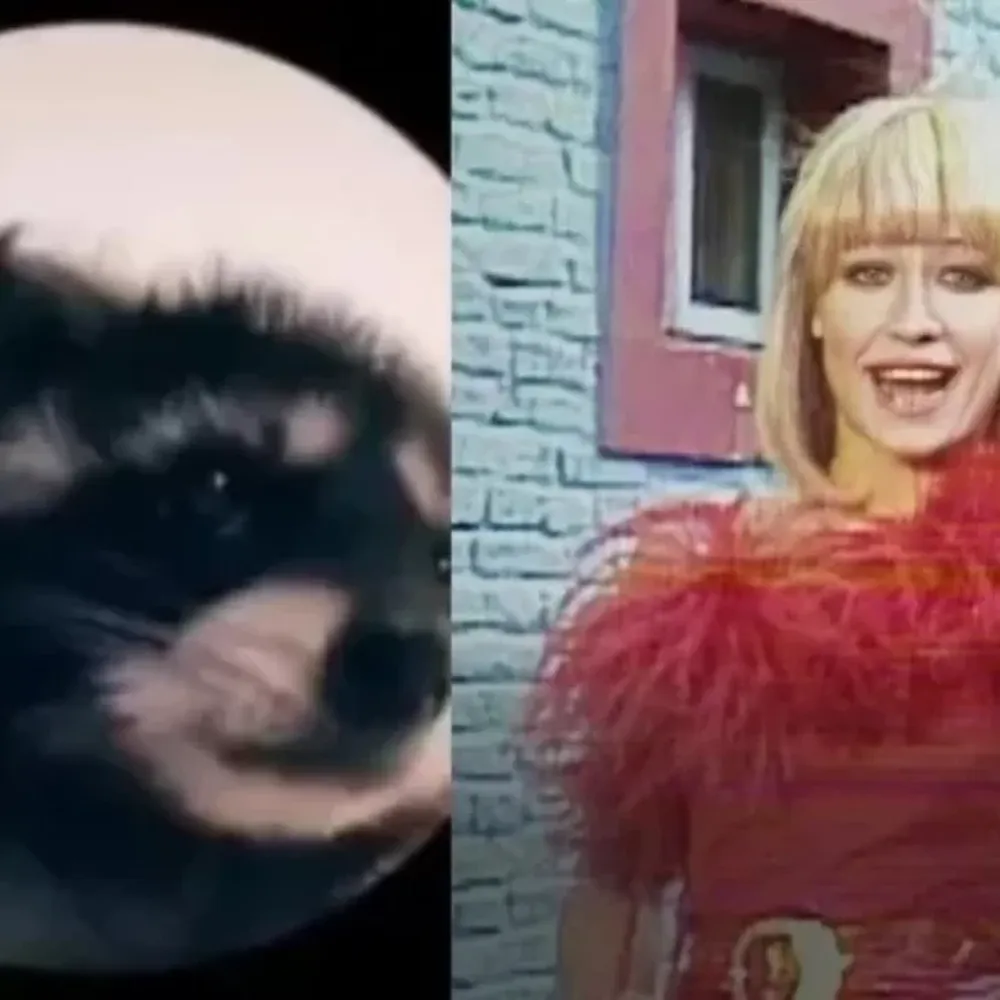 Cuál es el origen del video viral que reúne a un mapache y a Raffaella Carrà