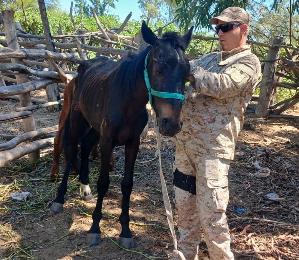 Uno de los animales rescatados con heridas propias del maltrato al que era sometido.