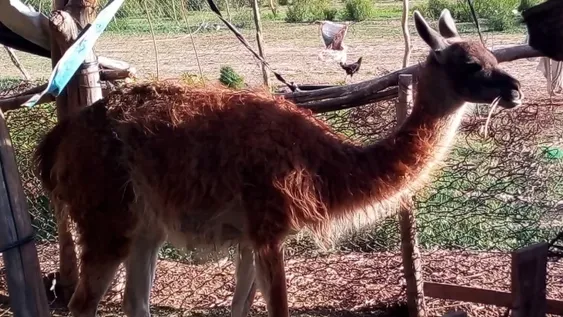 Incautaron animales protegidos y armas a un presunto cazador furtivo