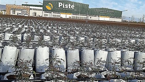 San Juan y el Día Mundial del Pistacho, mañana 26