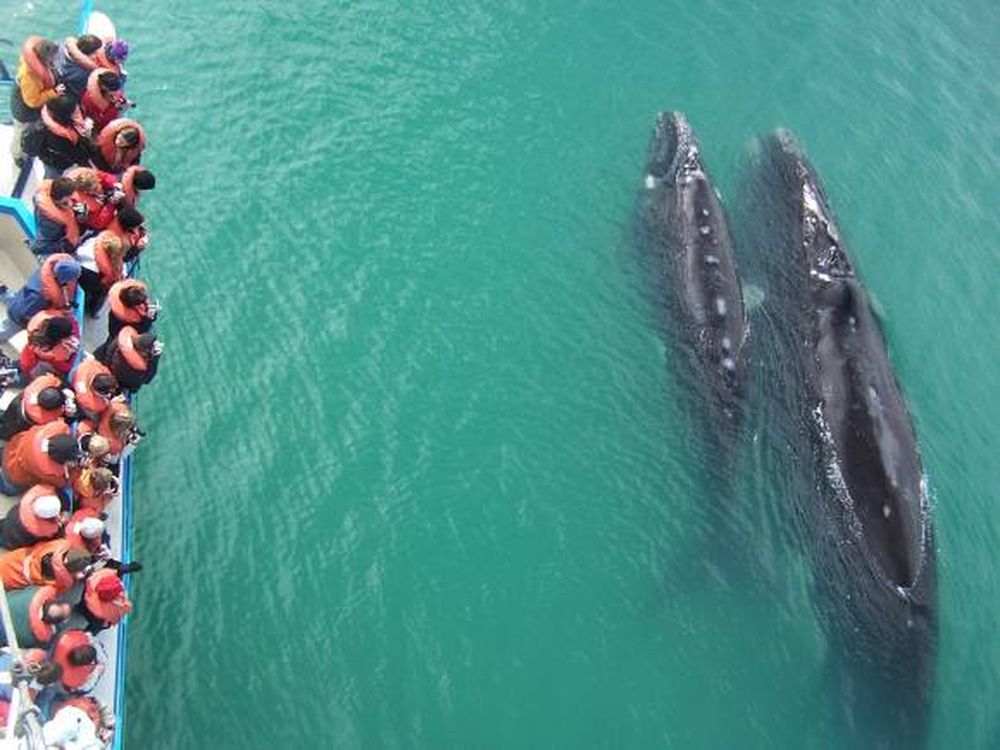Avistaje de ballenas