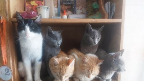 El Hogar de Tránsito Chiquita alberga actualmente a 30 gatos y a 8 perros que fueron abandonados.