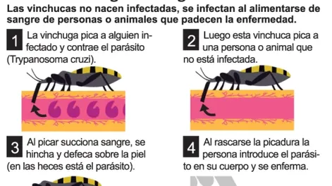 La vinchuca evita alimentarse si la piel que quiere picar tiene sal