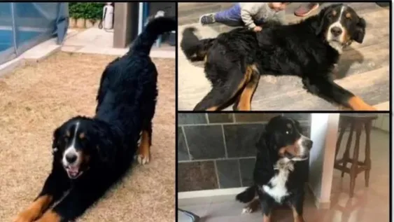 Una familia pide ayuda para encontrar a Gurko, su perro perdido
