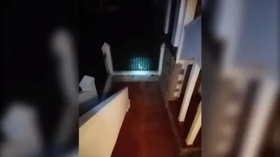 Córdoba: un puma se comió a cuatro gatitos y tiene aterrorizados a los vecinos