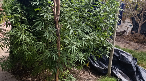 Las plantas de marihuana seucestradas en un domicilio de 25 de Mayo.