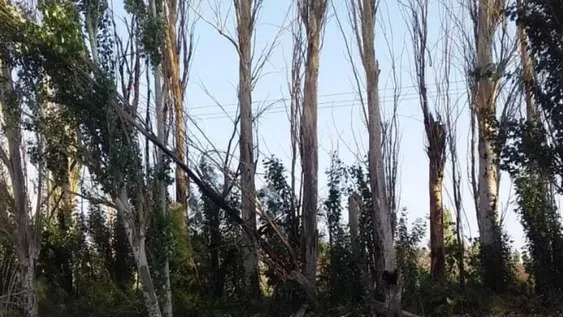 Problema sin fin: la plaga de los árboles de calle Laprida que ensucia las veredas hace 40 años