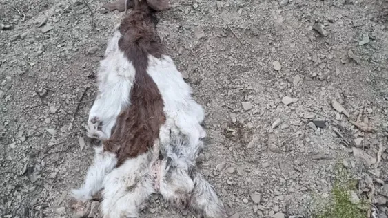 Le sustrajo una cabra a su vecino y la carneó, pero lo descubrieron y fue apresado