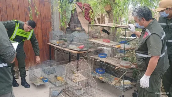 Tras un allanamiento en Rodeo, rescataron 14 aves.