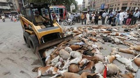 Brutal matanza de perros callejeros en Pakistán