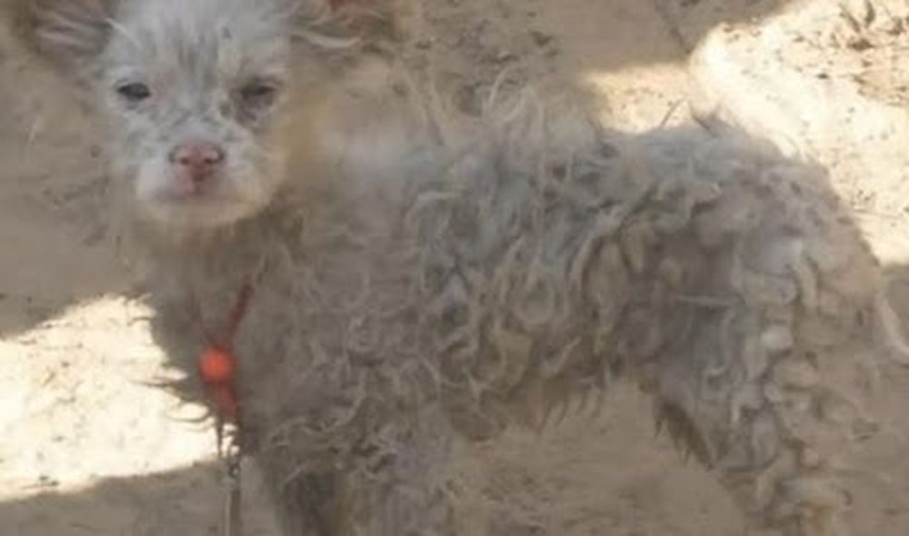 Oveja parió un perro