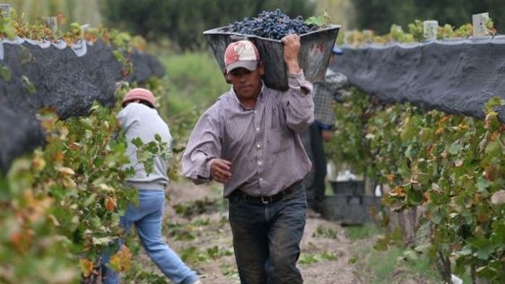 Por el mosto, San Juan y Mendoza van por cero porcentaje o cifra baja