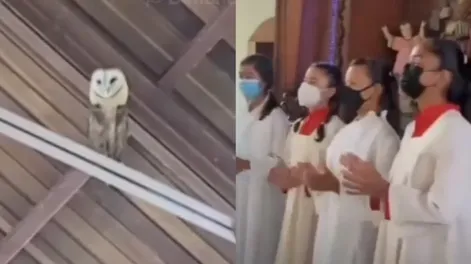 Intentaron ahuyentar de la iglesia a una lechuza… ¡pero se puso a bailar!