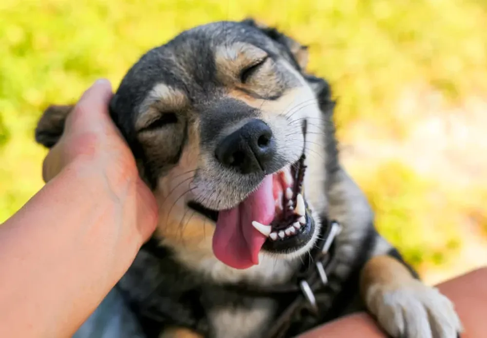 ¿Cuál es el nombre más común para ponerle a tu perro?
