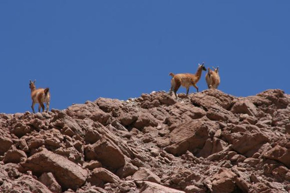 Visitantes de Veladero recibirán guías sobre su flora y fauna