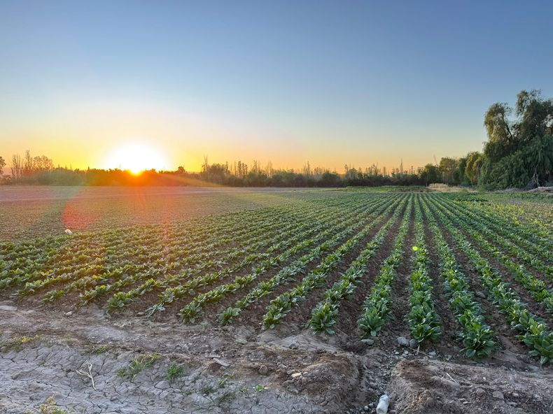 La lechuga y otras verduras de hoja ocupan buena parte del año en la Finca Don Pepe, pese a una rentabilidad cada vez más ajustada.