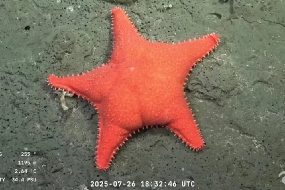 Expedición CONICET Mar del Plata 2025: streaming submarino en vivo mostró estaEstrella de mar, que ahora es superstar.