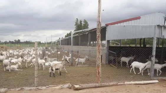 Robaron dos cabras y solo les dio tiempo para matar y comer una porque los detuvieron