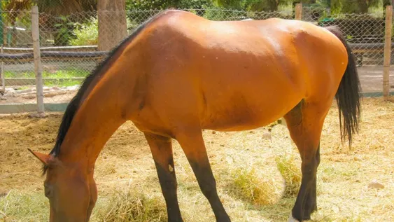 Increíble recuperación de las yeguas que llegaron maltratadas al Faunístico