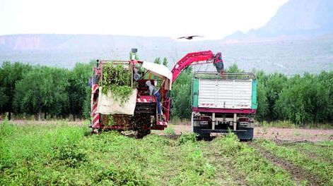 Tomate para industria: mejores rindes pero con mayores costos