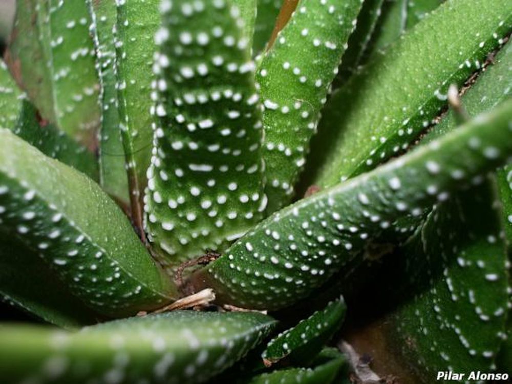 Plantas arquitectónicas