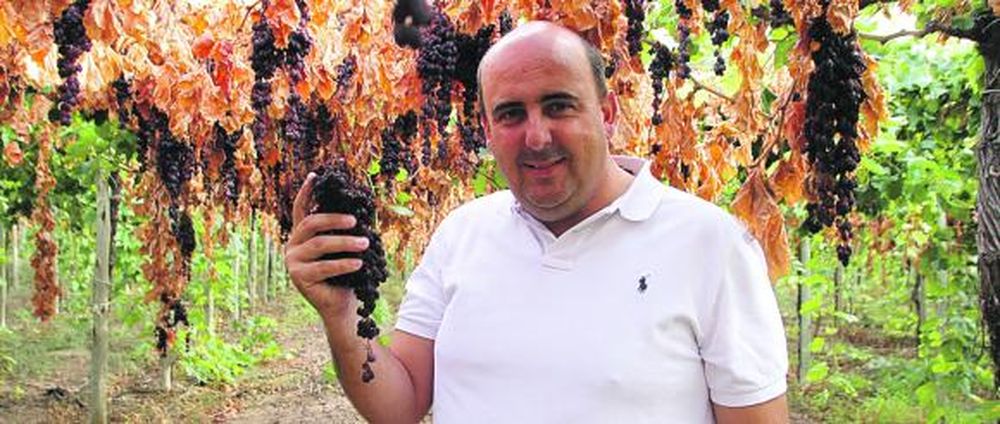 El sistema de secado en parral de la uva reduce el 50% de los costos
