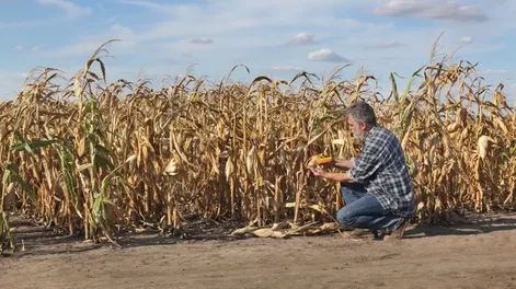 Los efectos del cambio climático comienzan a ser cada vez más severos en distintos cultivos de la agricultura nacional.