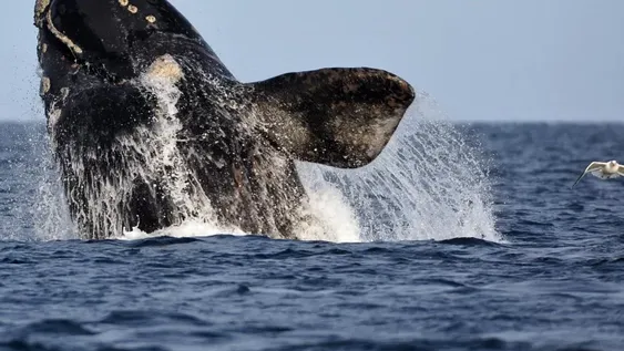La ballena franca que suma más de 50 años regresando a Chubut